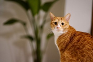 Understanding And Treating Feline Stomatitis A Information For Cat